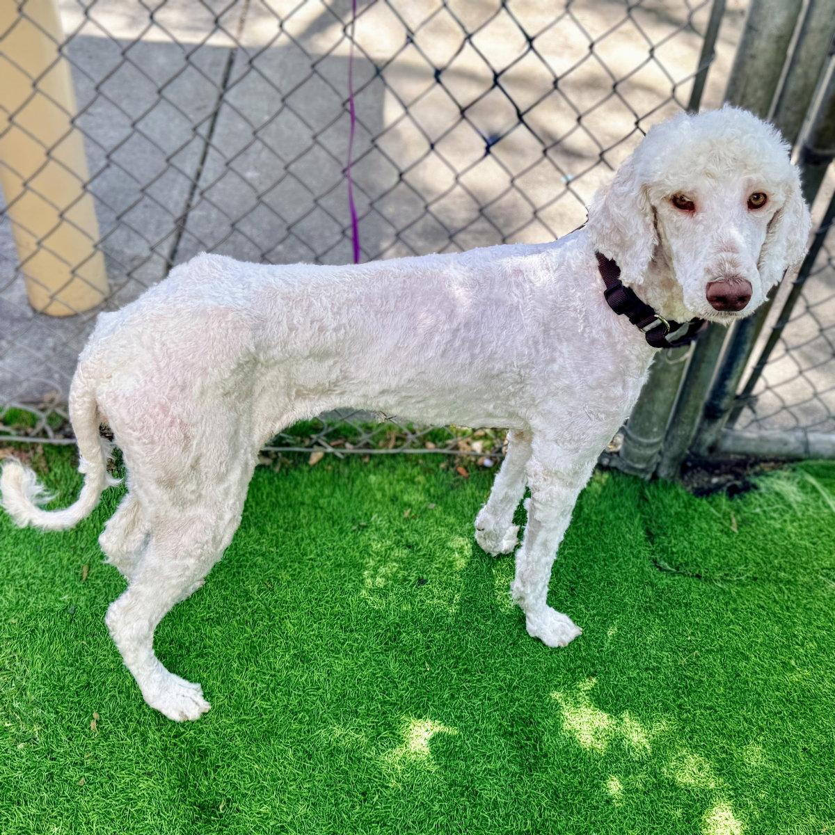 Fifi, a Adopted Standard Poodle in Oakland, CA image 3/3