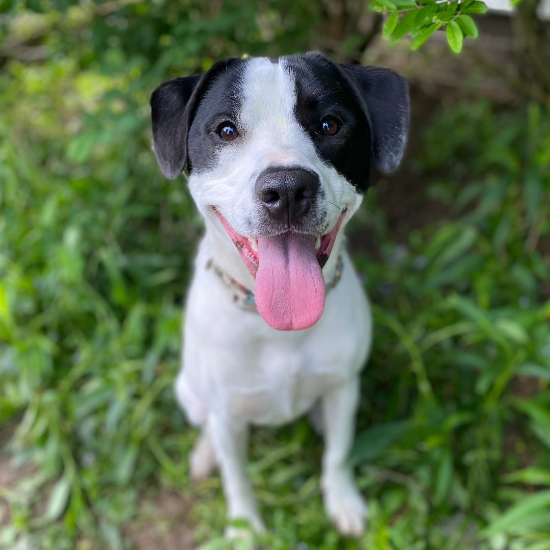 Luca, a Adopted mixed breed in West Falls, NY image 1/14