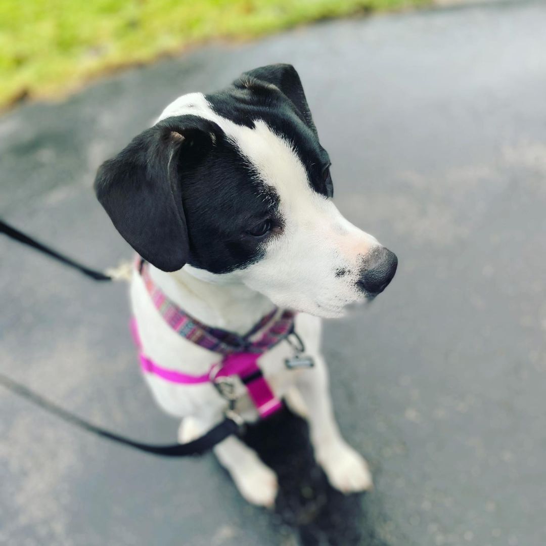 Luca, a Adopted mixed breed in West Falls, NY image 2/14