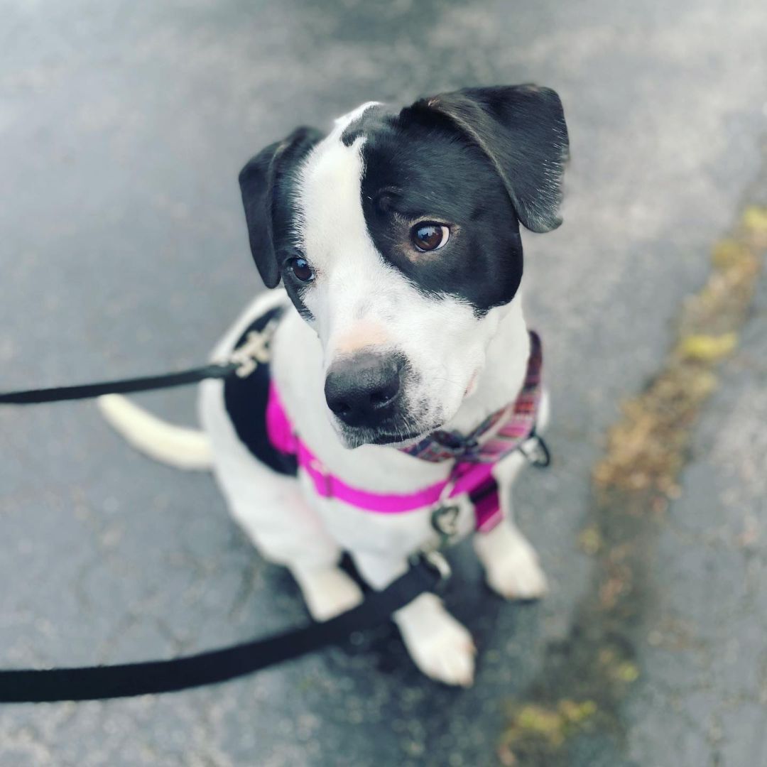 Luca, a Adopted mixed breed in West Falls, NY image 3/14