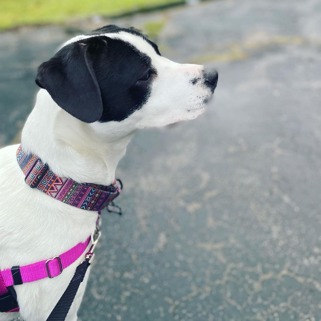 Luca, a Adopted mixed breed in West Falls, NY image 4/14