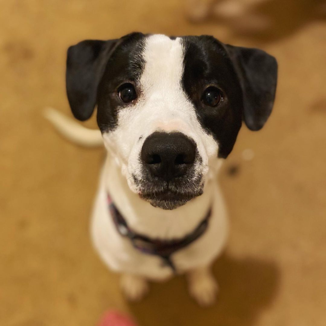 Luca, a Adopted mixed breed in West Falls, NY image 5/14