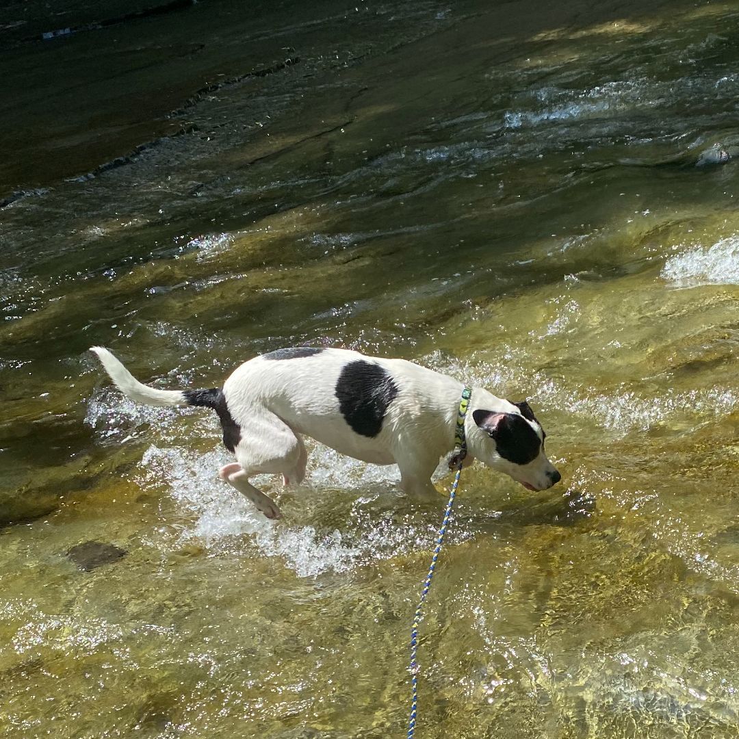 Luca, a Adopted mixed breed in West Falls, NY image 6/14