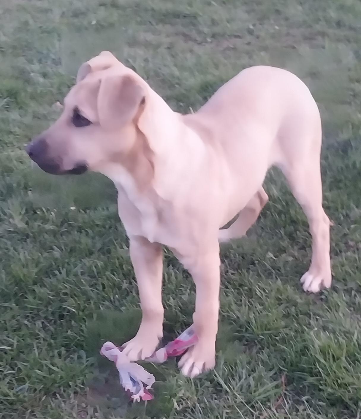 Enlarge MAVERICK, a ADOPTABLE mixed breed in Louisville, OH image 3/5