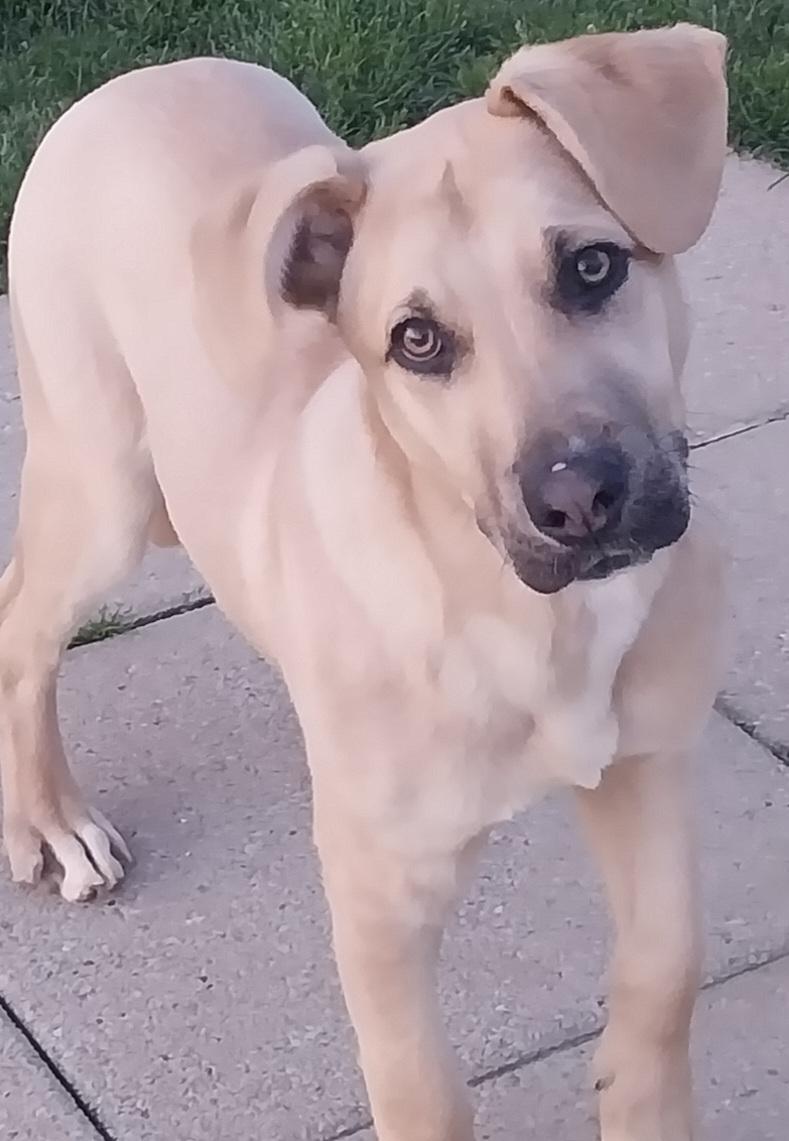 MAVERICK, ADOPTABLE, Young Male German Shepherd Dog & Yellow Labrador Retriever.