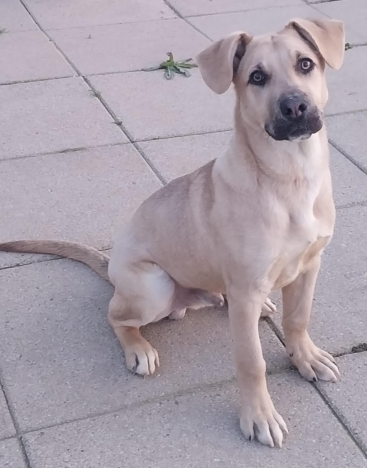 Enlarge MAVERICK, a ADOPTABLE mixed breed in Louisville, OH image 2/5