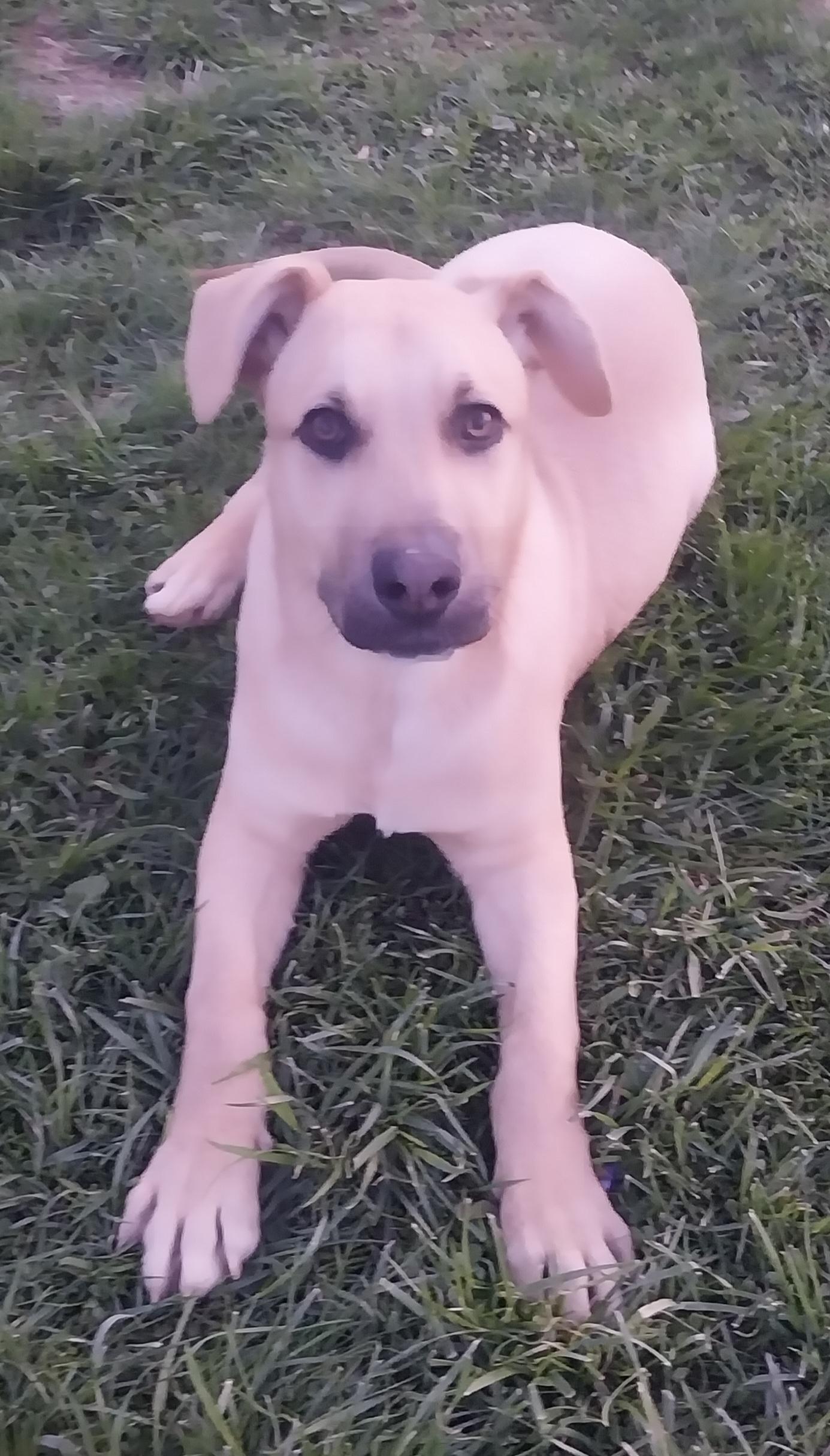 Enlarge MAVERICK, a ADOPTABLE mixed breed in Louisville, OH image 5/5