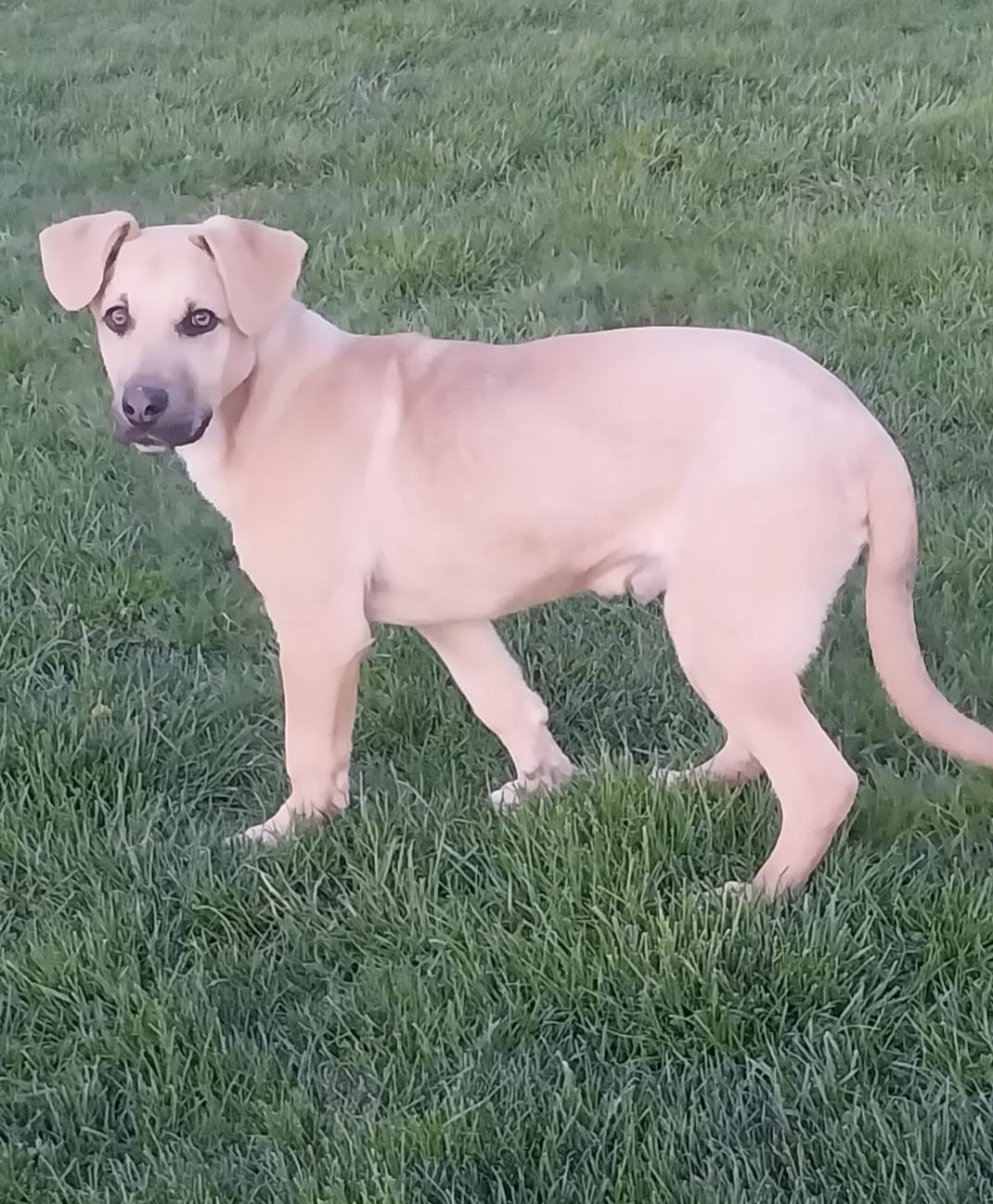 Enlarge MAVERICK, a ADOPTABLE mixed breed in Louisville, OH image 4/5