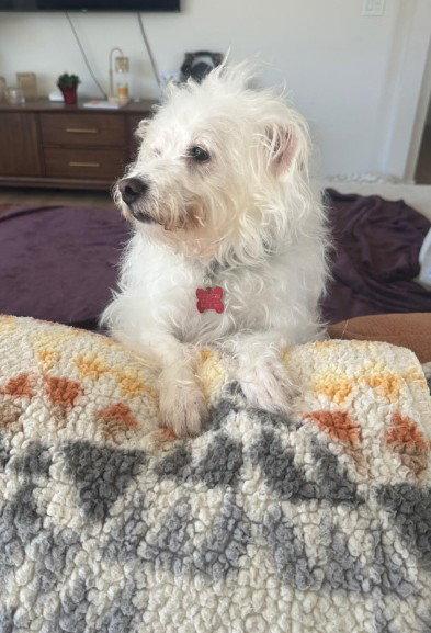 Enlarge Spike, a Adopted mixed breed in San Diego, CA image 1/3