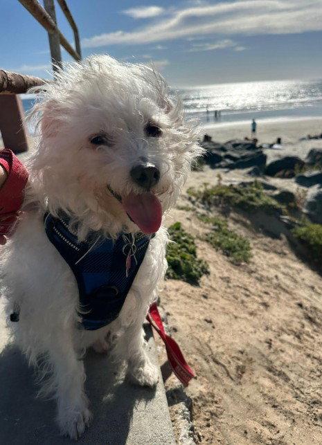 Enlarge Spike, a Adopted mixed breed in San Diego, CA image 3/3