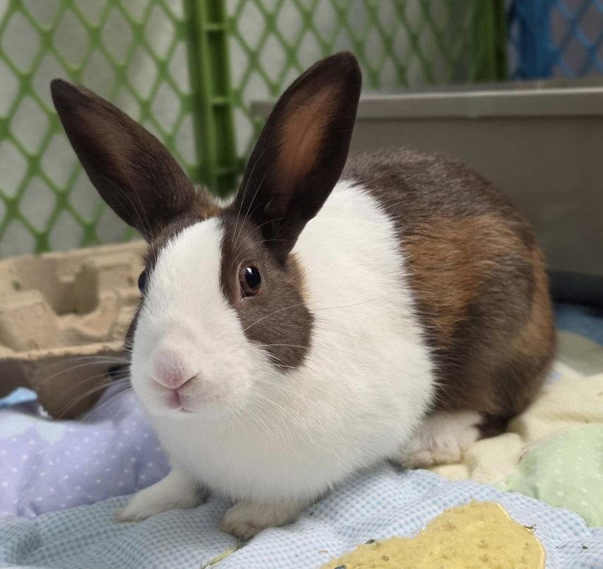 Nescia, Adoptable, Baby Female American.