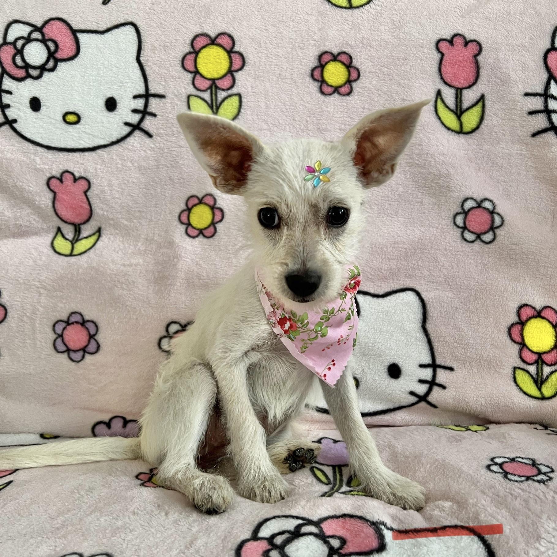 Pierogi, Baby Female unknown