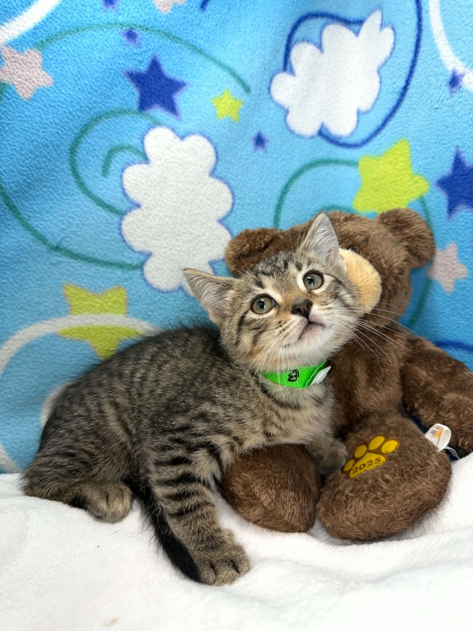 Emilio, ADOPTABLE, Kitten Male Tabby.