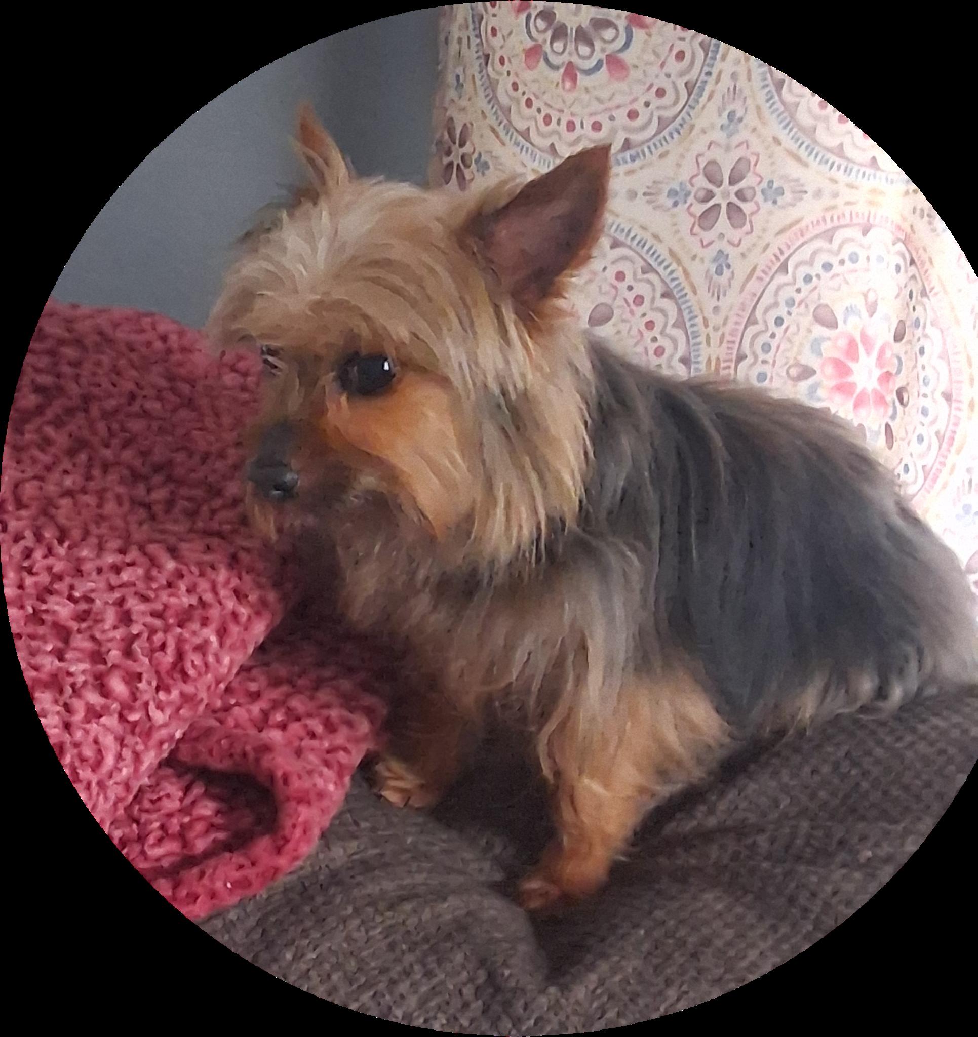 Enlarge Harley, an adopted Yorkshire Terrier in Dayton, OH image 2/4