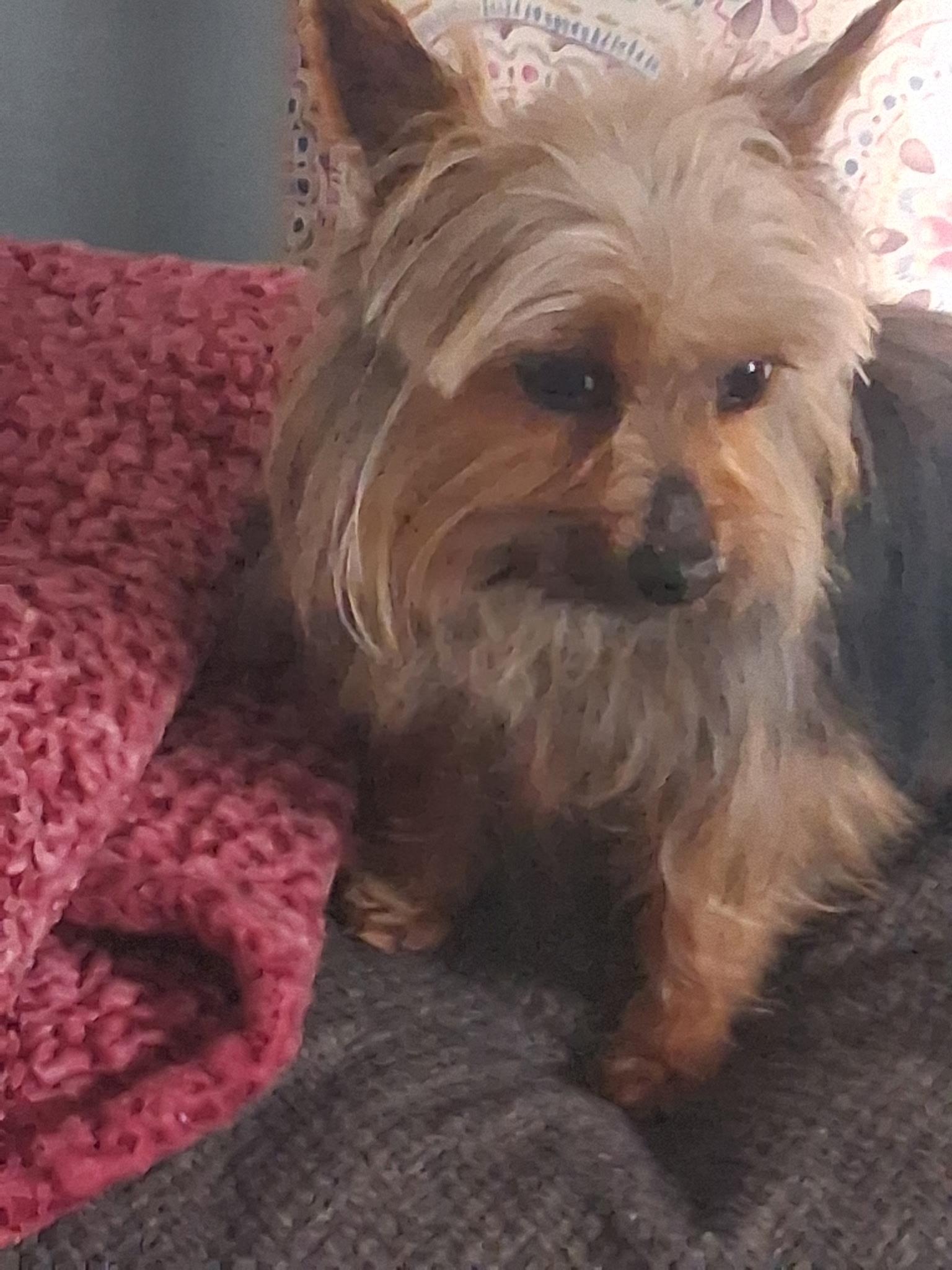 Enlarge Harley, an adopted Yorkshire Terrier in Dayton, OH image 1/4
