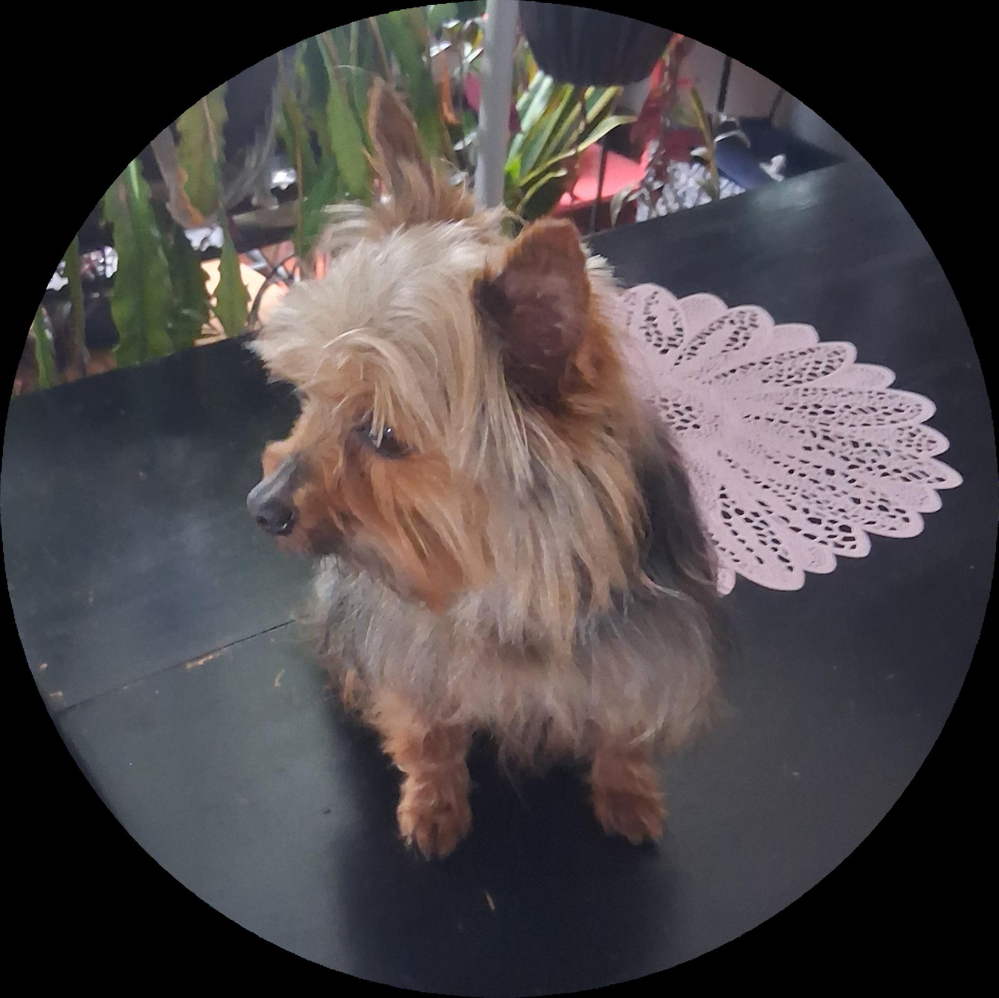 Enlarge Harley, an adopted Yorkshire Terrier in Dayton, OH image 4/4