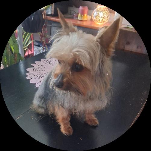 Enlarge Harley, an adopted Yorkshire Terrier in Dayton, OH image 3/4