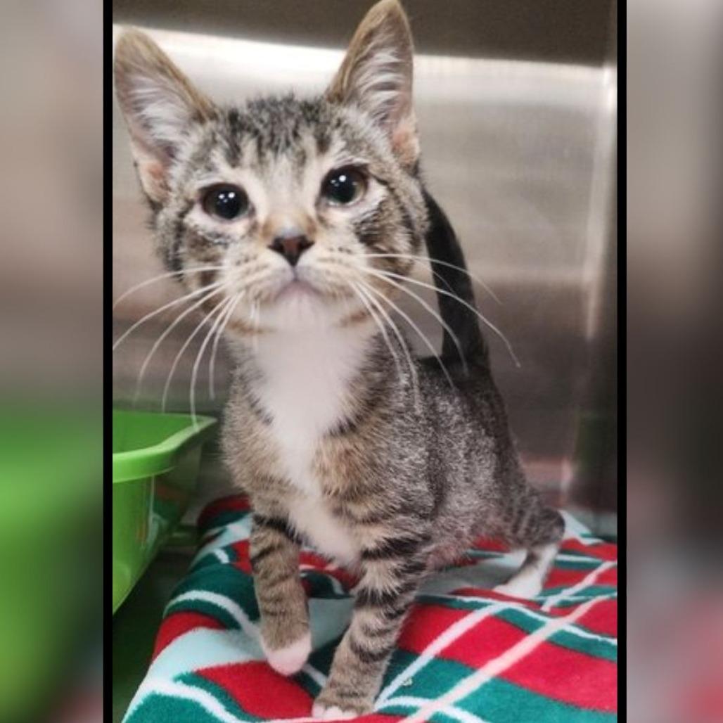 Trespass, Adoptable, Kitten Male Domestic Short Hair.