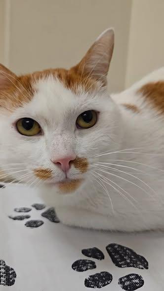 Beauty (FeLV +), ADOPTABLE, Adult Male Domestic Short Hair.