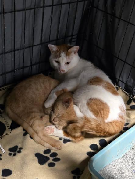 Enlarge Beauty (FeLV +), a ADOPTABLE Domestic Short Hair in Reading, PA image 2/2