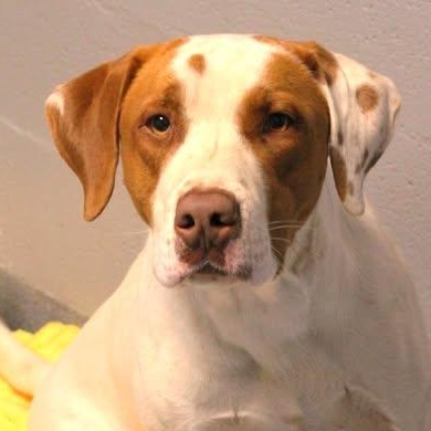 26-00601 GOMER, ADOPTABLE, Adult Male Hound.