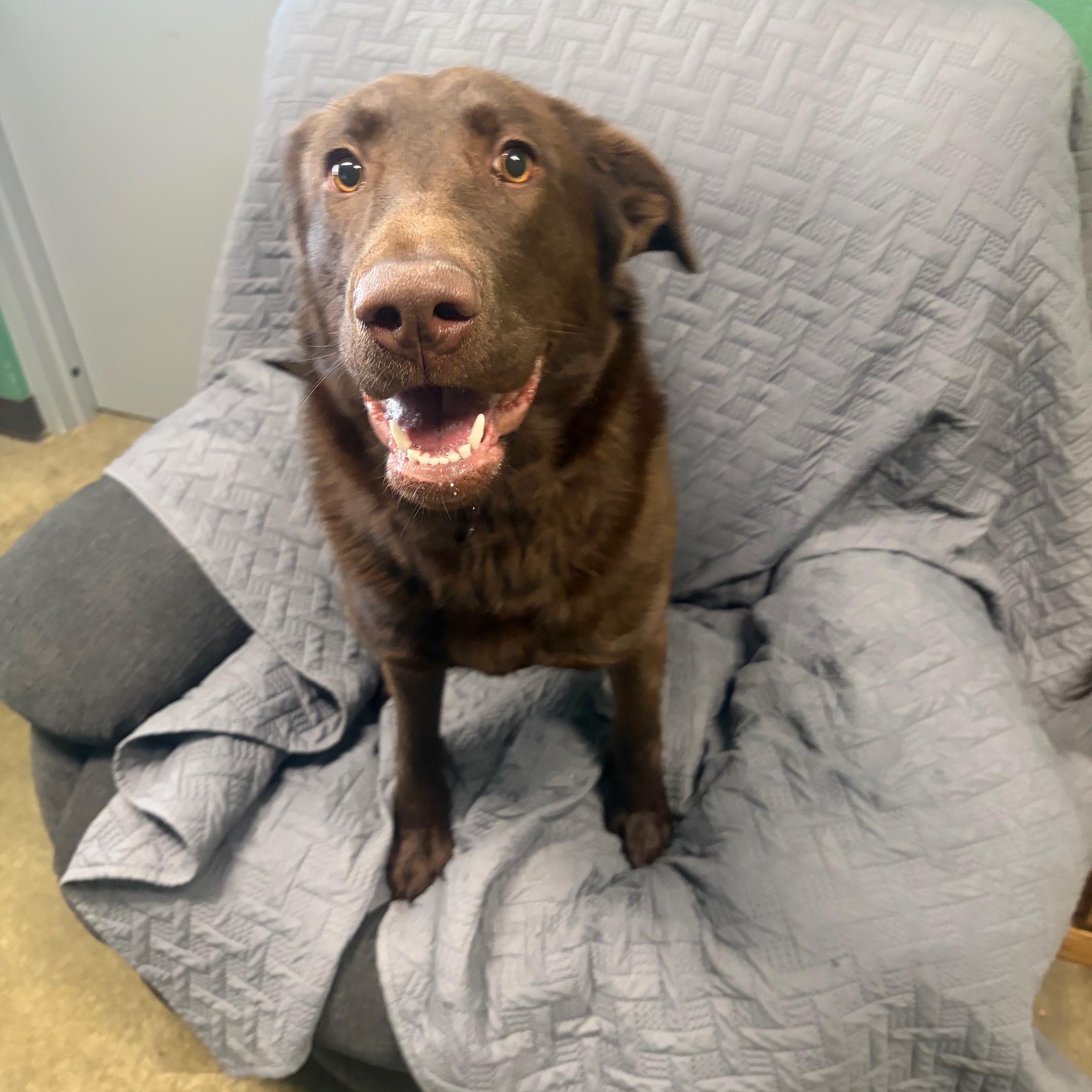 Enlarge Zooma, an adopted Chocolate Labrador Retriever in Seneca, PA image 1/2