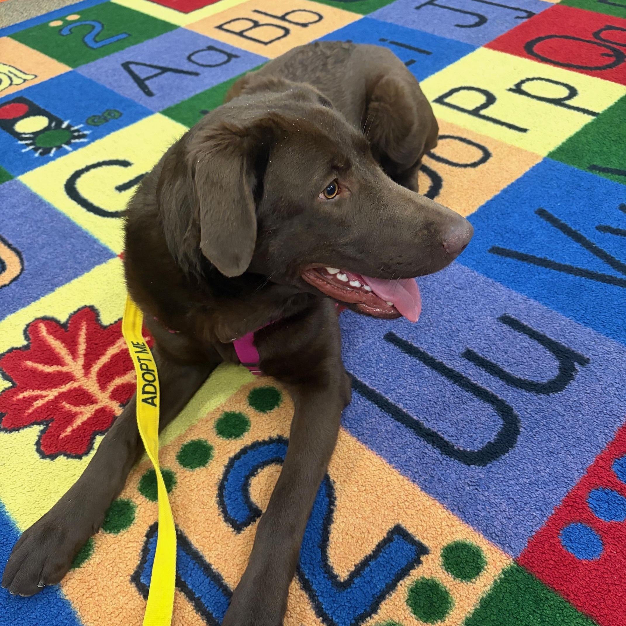 Enlarge Zooma, an adopted Chocolate Labrador Retriever in Seneca, PA image 2/2
