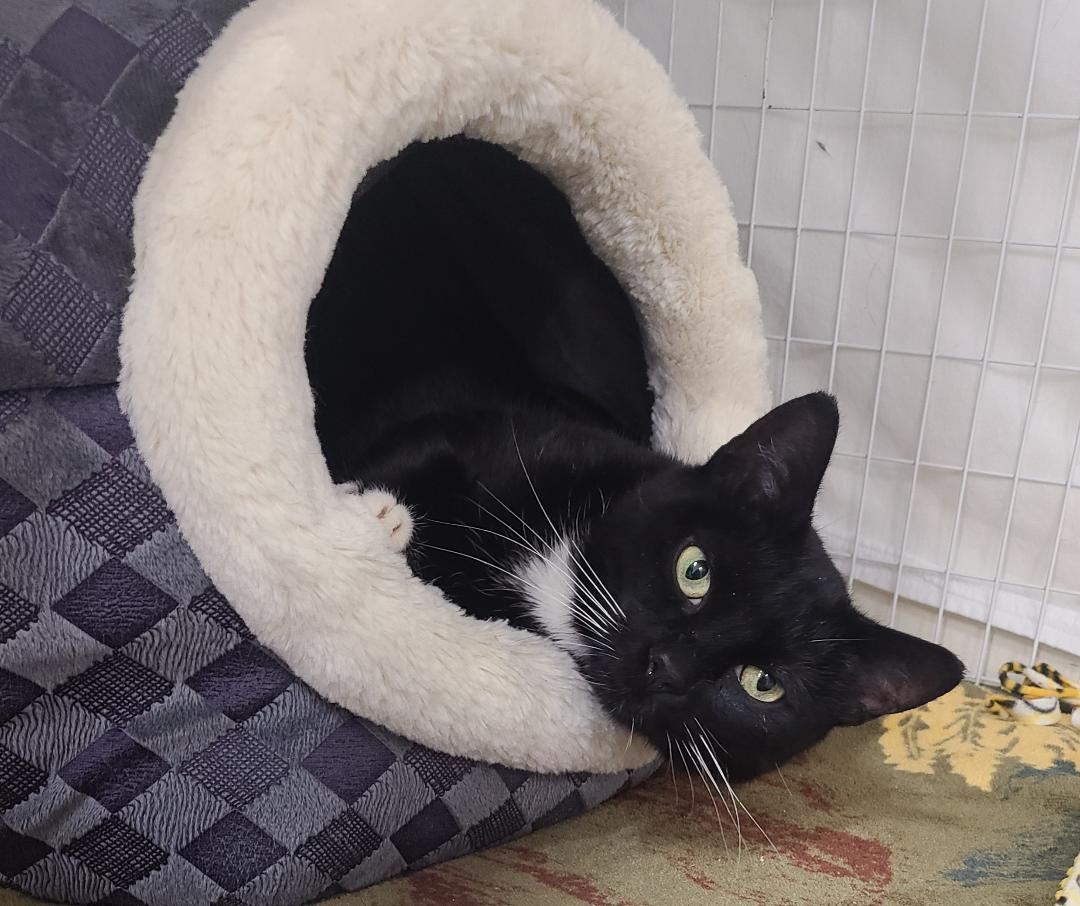 Noel, ADOPTABLE, Adult Female Domestic Short Hair.