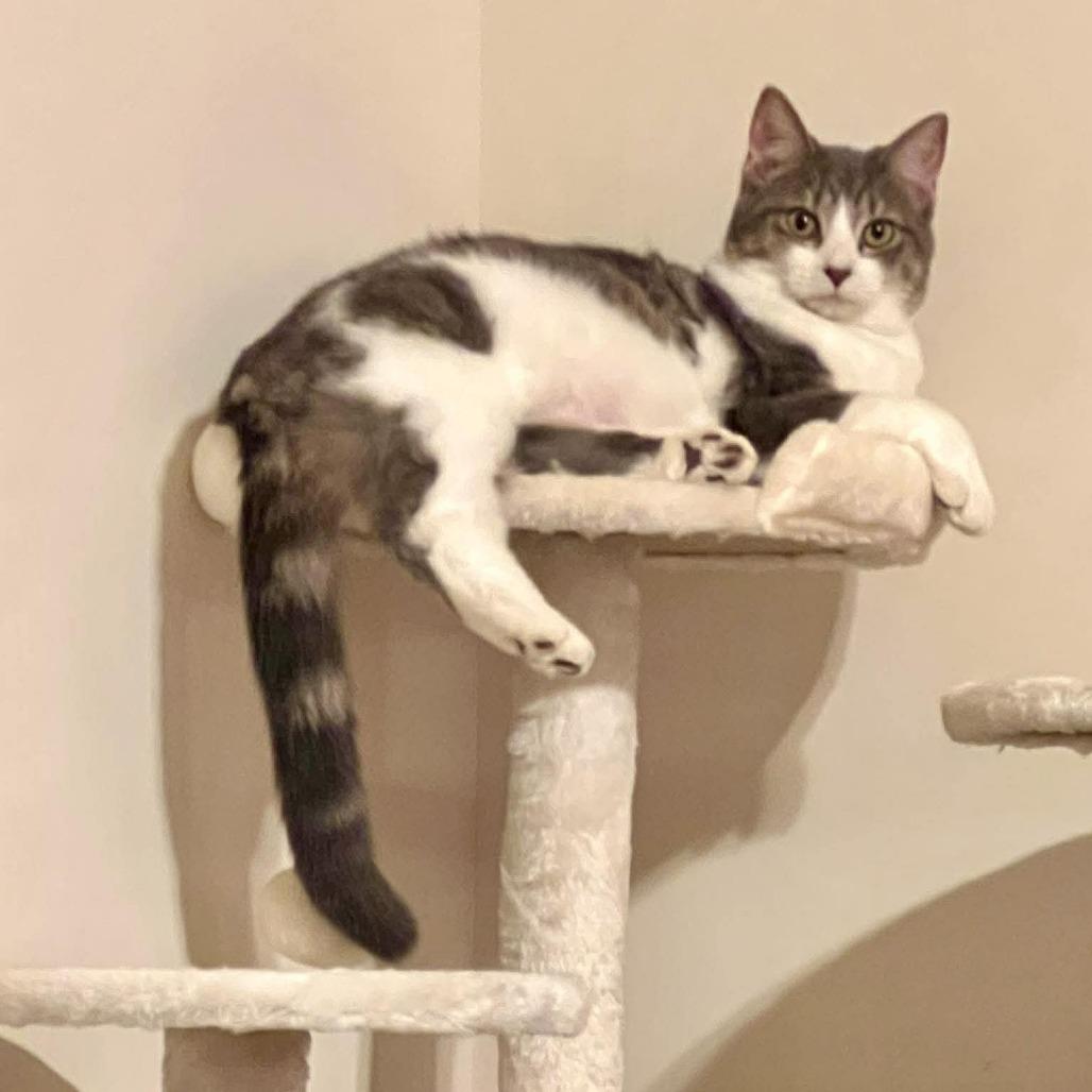 Emmy, Adoptable, Adult Female Domestic Short Hair.