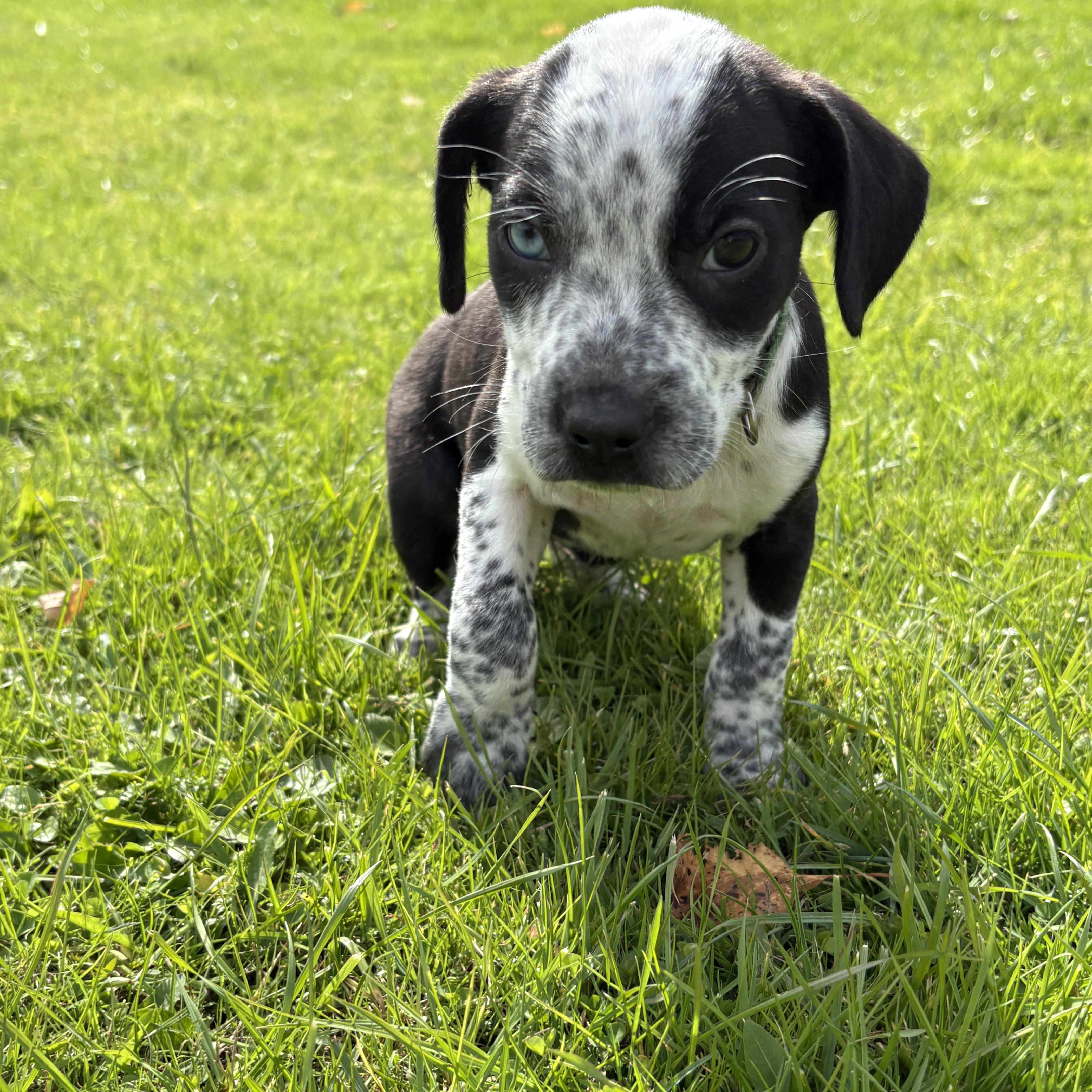 Enlarge Boo- Little Monster Litter, a Adoptable mixed breed in Saratoga Springs, NY image 3/5