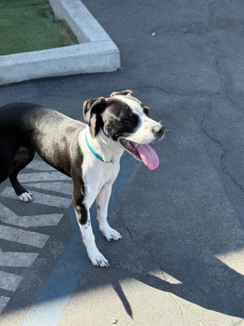 Enlarge Fancy, a Adoptable Mixed Breed in Van Nuys, CA image 1/6