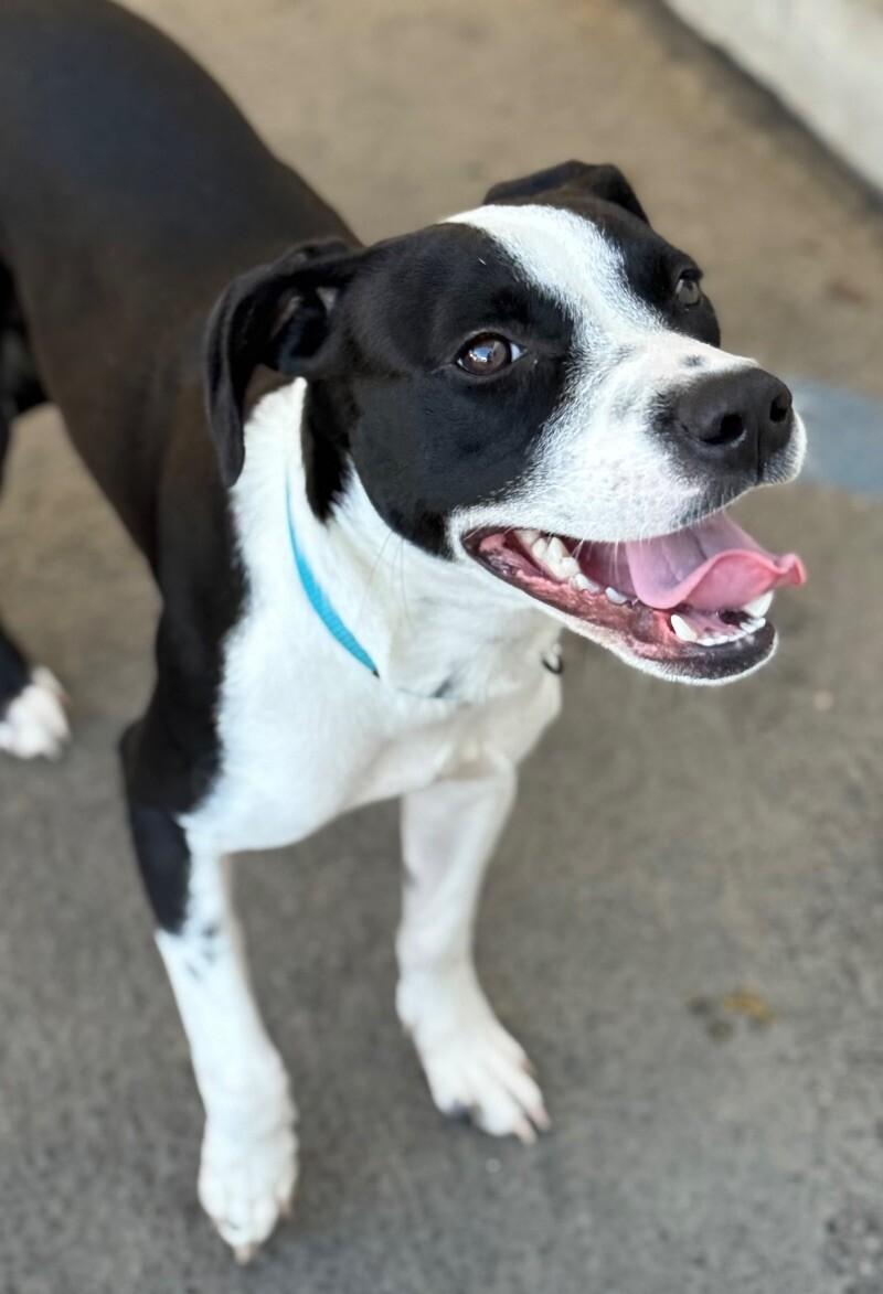 Enlarge Fancy, a Adoptable Mixed Breed in Van Nuys, CA image 3/6