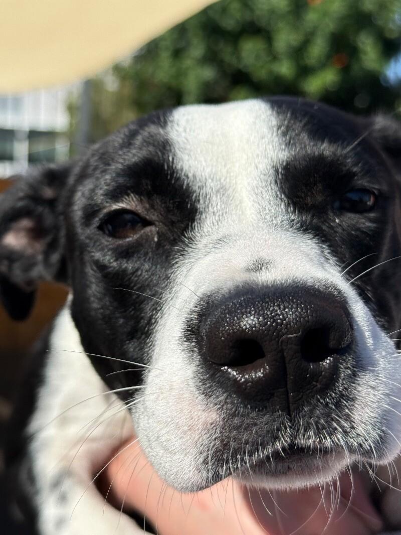 Enlarge Fancy, a Adoptable Mixed Breed in Van Nuys, CA image 4/6