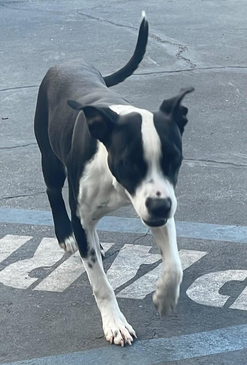 Enlarge Fancy, a Adoptable Mixed Breed in Van Nuys, CA image 5/6