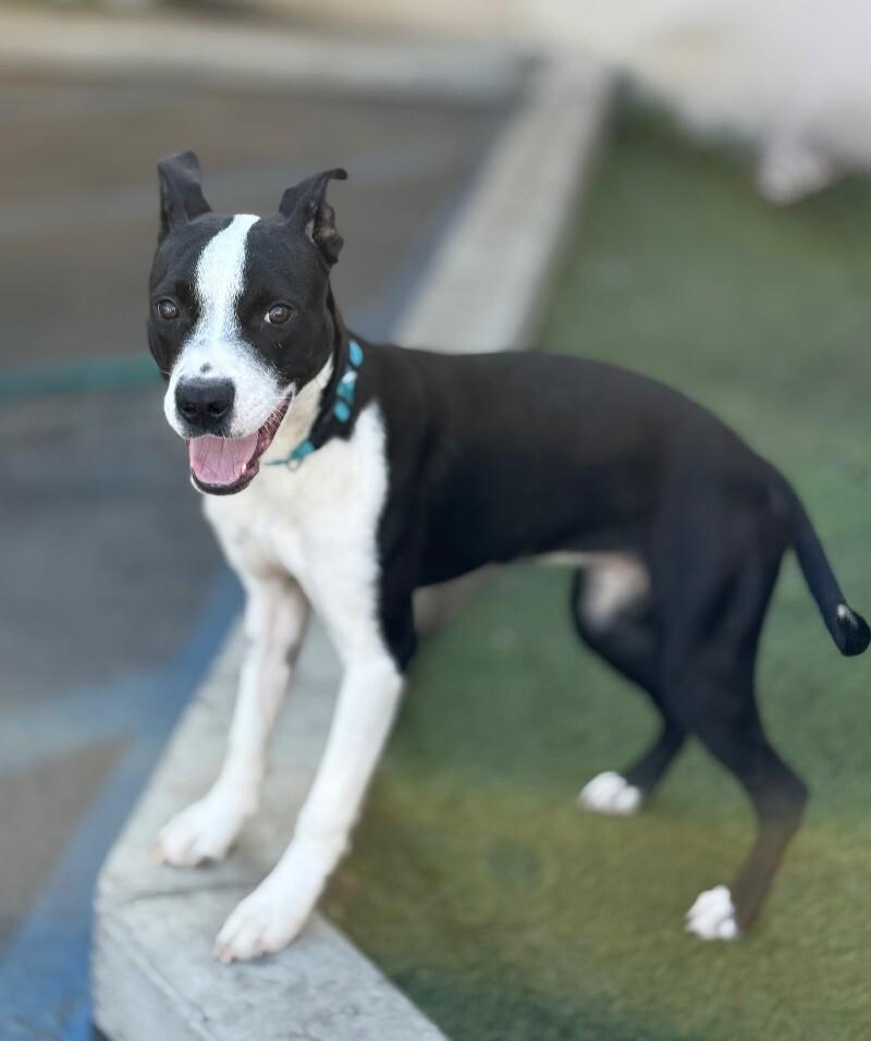 Enlarge Fancy, a Adoptable Mixed Breed in Van Nuys, CA image 6/6