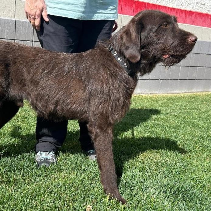 Bruce, an adopted mixed breed in Millville, UT image 3/4
