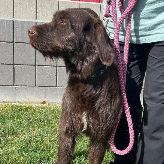 Bruce, an adopted mixed breed in Millville, UT image 2/4