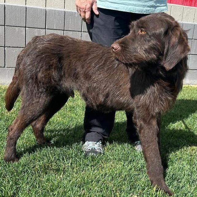 Bruce, adopted, Adult Male Wirehaired Pointing Griffon & Black Labrador Retriever.