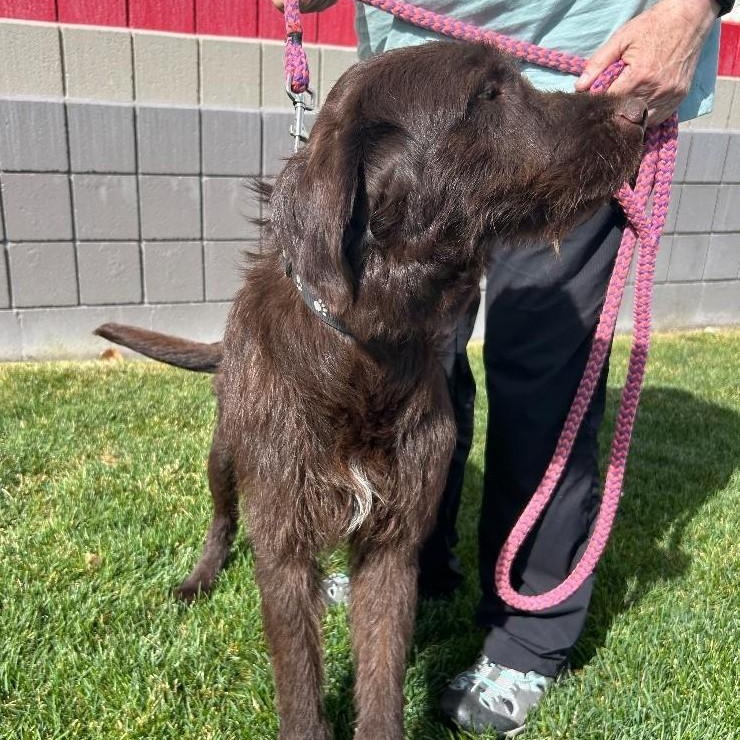 Bruce, an adopted mixed breed in Millville, UT image 4/4