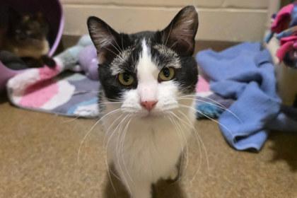 Brows, Adoptable, Adult Male Domestic Short Hair & Domestic Short Hair.