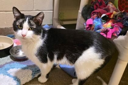 Enlarge Brows, a Adoptable mixed breed in Kansas City, MO image 2/2