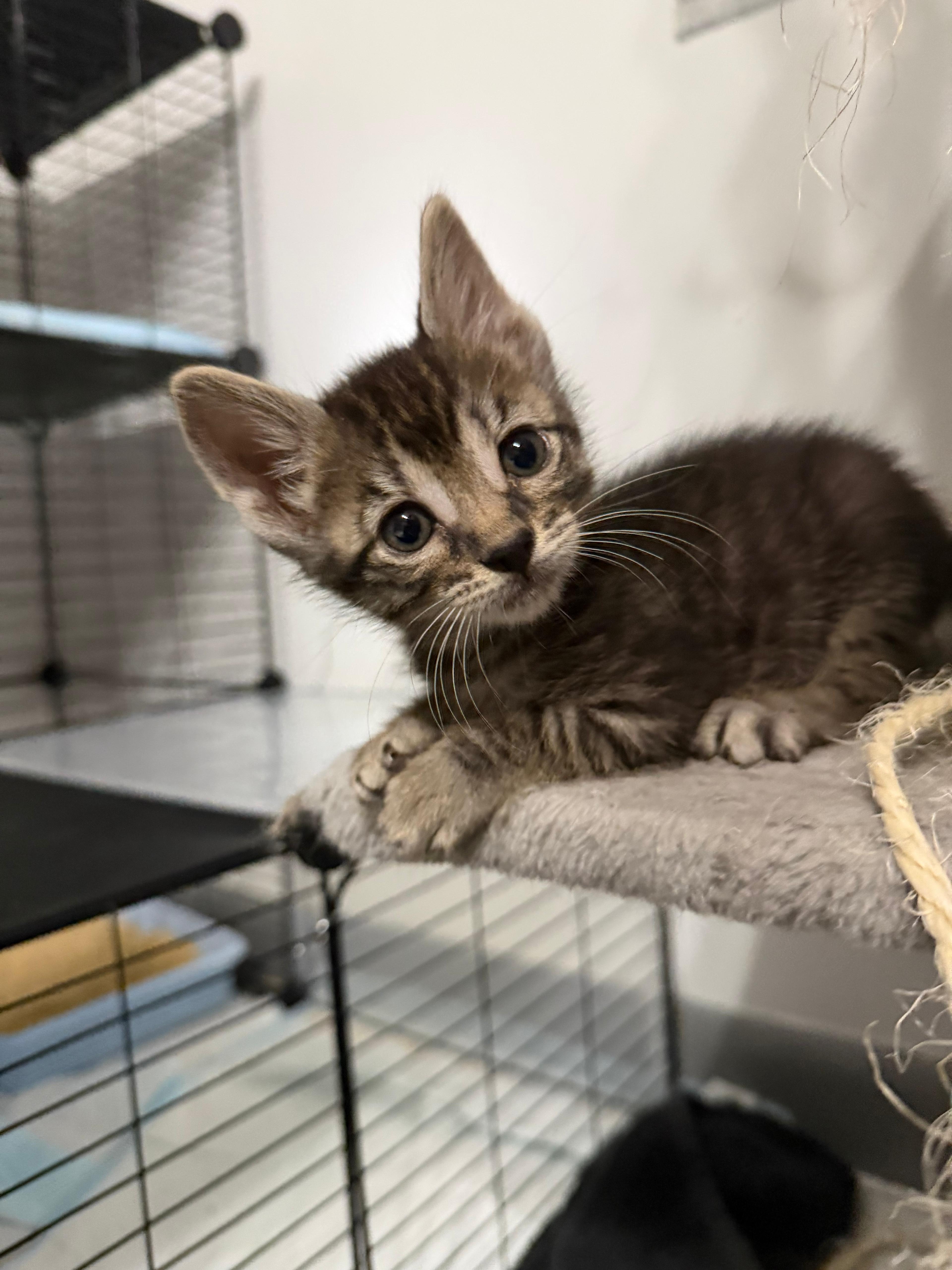 Kona, Adopted, Kitten Male Domestic Short Hair.
