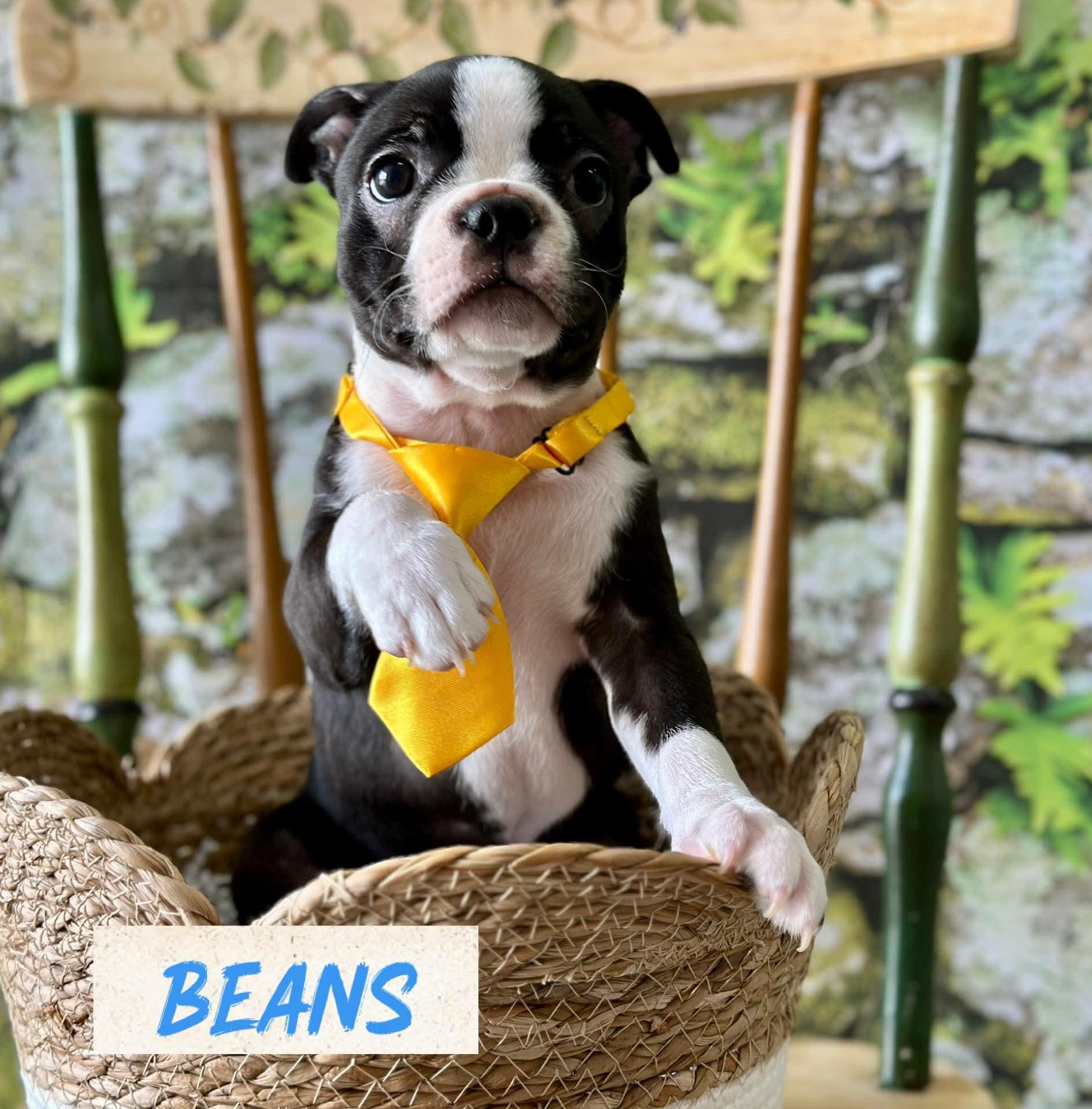 Beans, adopted, Puppy Male Boston Terrier.