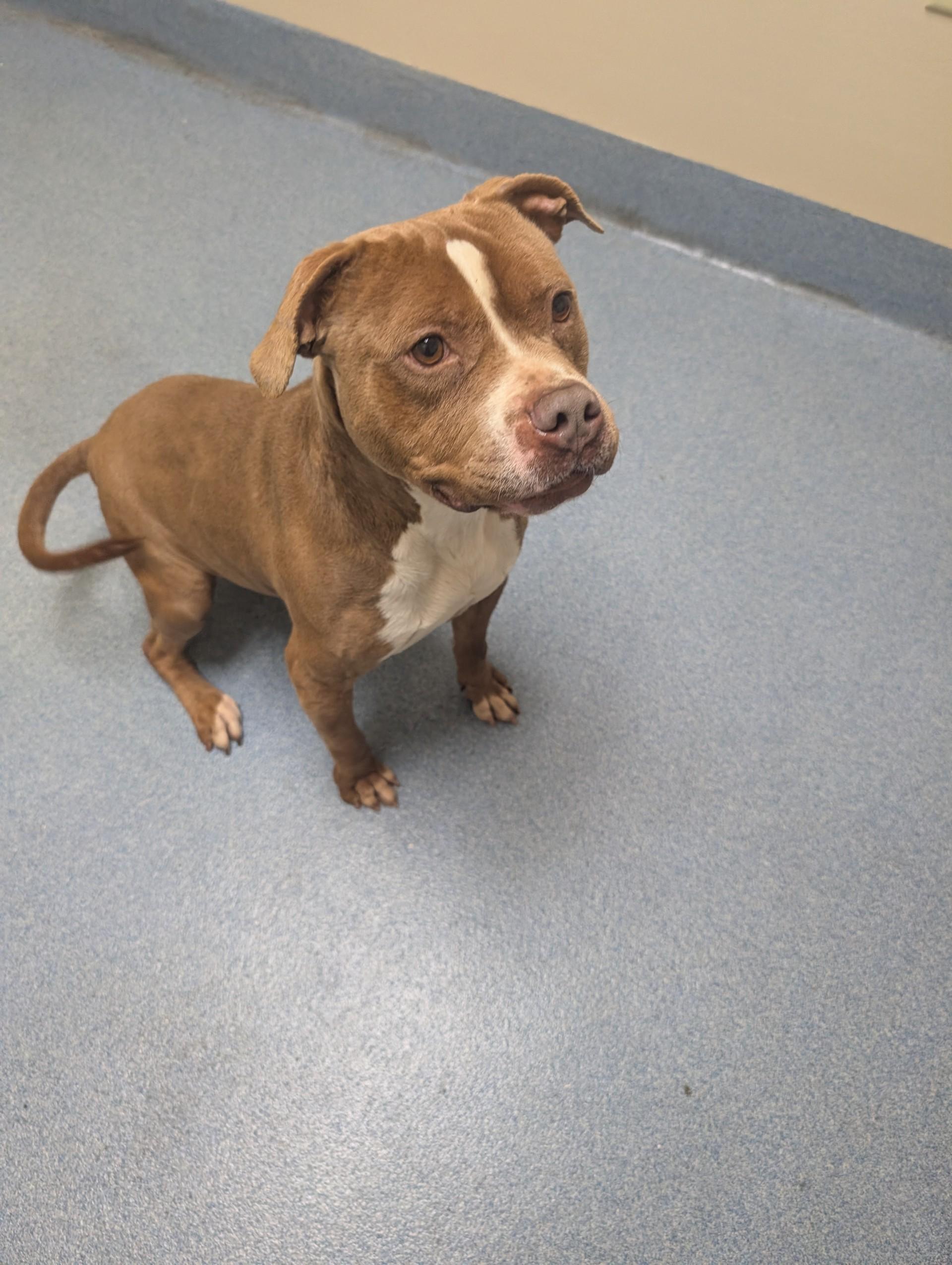 Walnut, a ADOPTABLE mixed breed in Suffolk, VA image 1/2