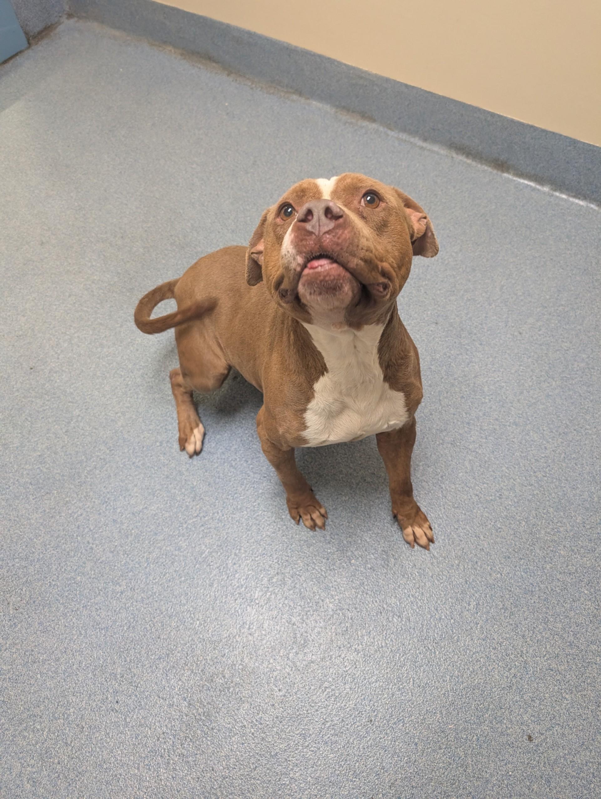 Walnut, a ADOPTABLE mixed breed in Suffolk, VA image 2/2