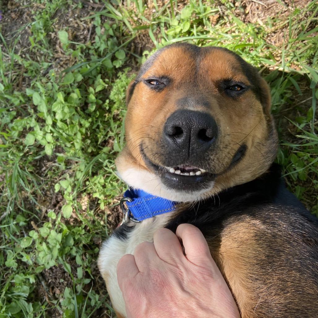 Jury, a Adoptable mixed breed in Palestine, TX image 2/6