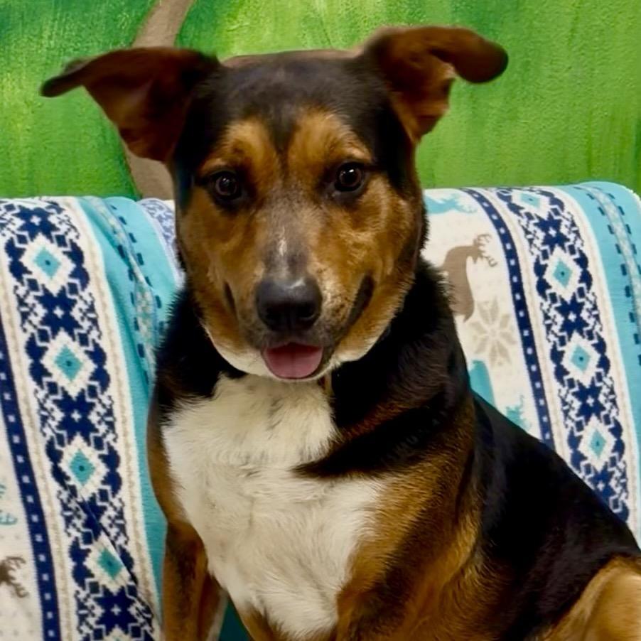 Jury, a Adoptable mixed breed in Palestine, TX image 4/6