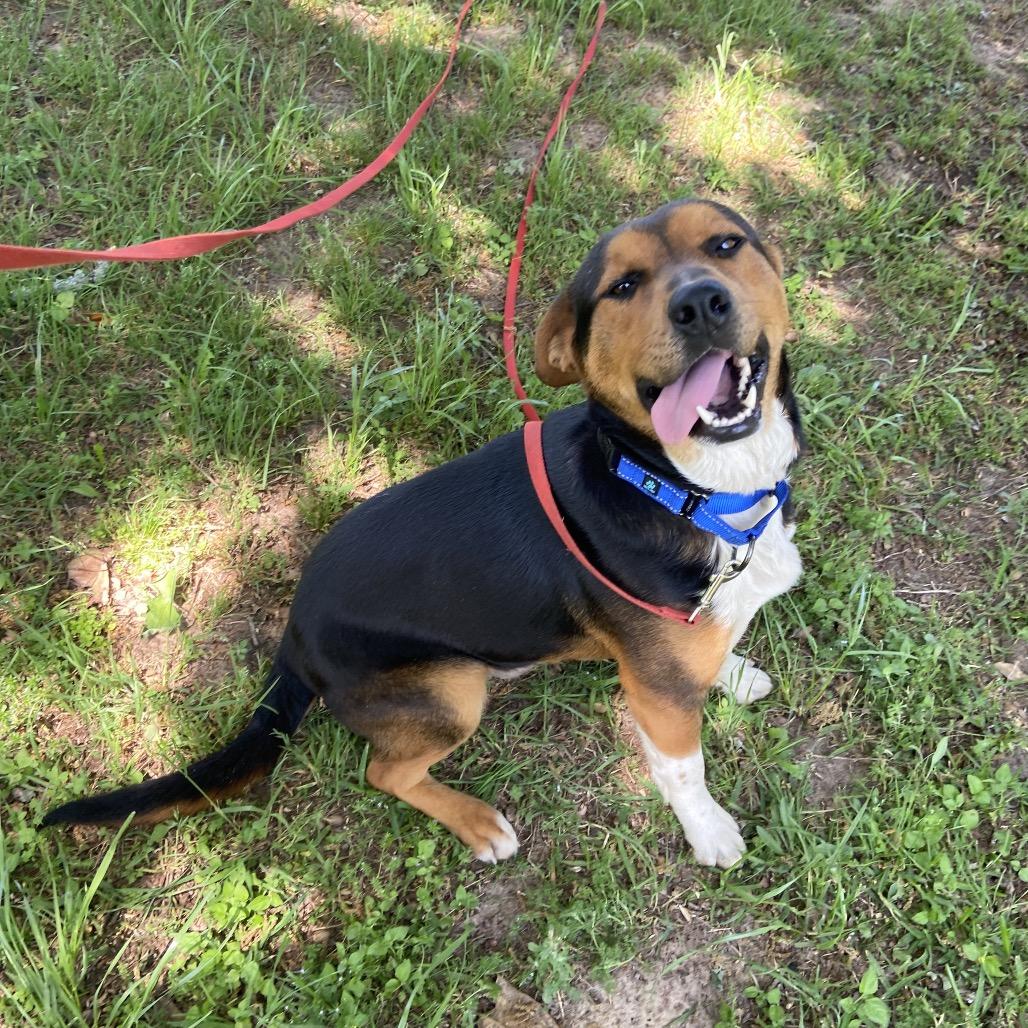 Jury, a Adoptable mixed breed in Palestine, TX image 5/6