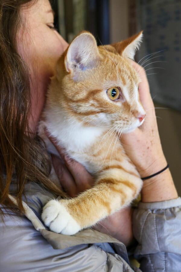 Squid, an adopted Domestic Short Hair in Denver, CO image 2/2