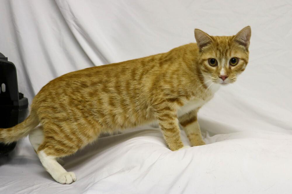 Squid, adopted, Young Male Domestic Short Hair.